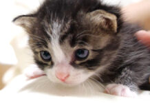 鳴きながら甘える子猫