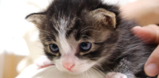 鳴きながら甘える子猫