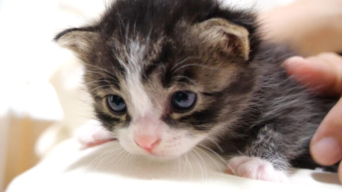 鳴きながら甘える子猫