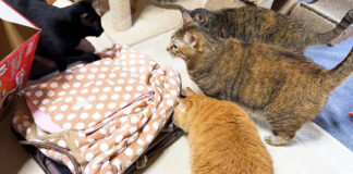 こたつが気になる猫達