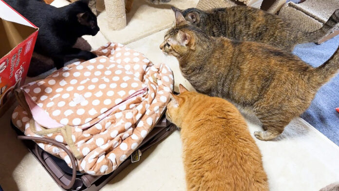 こたつが気になる猫達