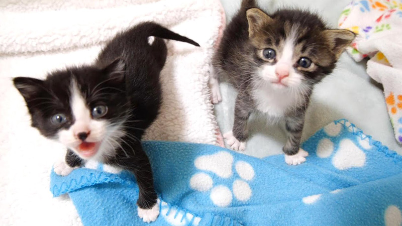 おねだりコールする子猫達