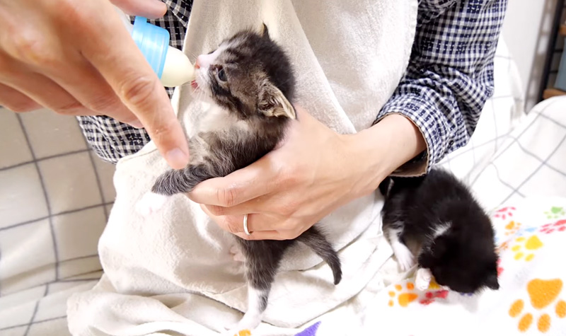ミルクを飲む子猫