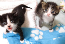 おねだりコールする子猫達