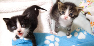 おねだりコールする子猫達