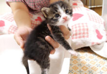 お尻を洗われる子猫