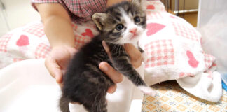 お尻を洗われる子猫