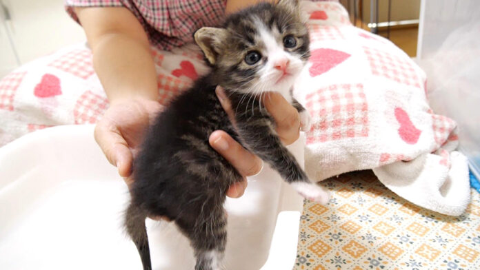 お尻を洗われる子猫