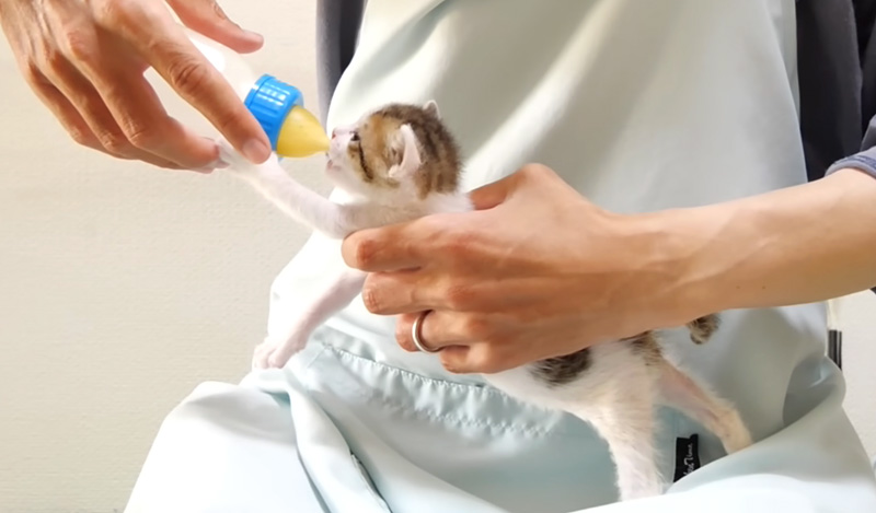 ミルクを飲む子猫