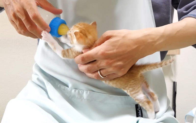 ミルクを飲む子猫