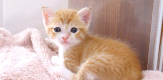 おてんばな子猫