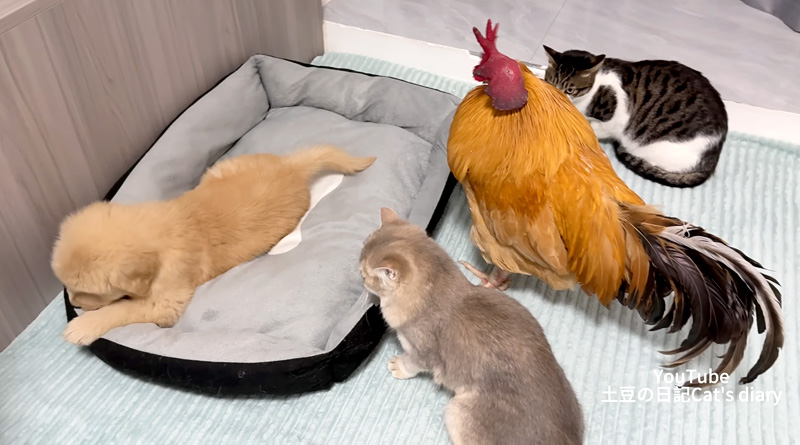 子犬を見守るニワトリと猫達