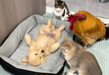 子犬を見守るニワトリと猫達