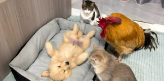 子犬を見守るニワトリと猫達