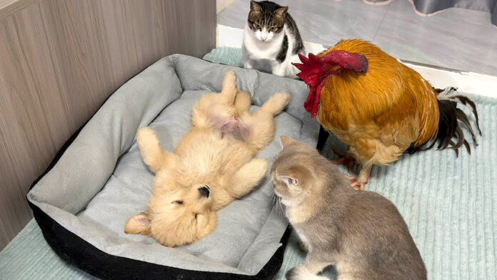 子犬を見守るニワトリと猫達