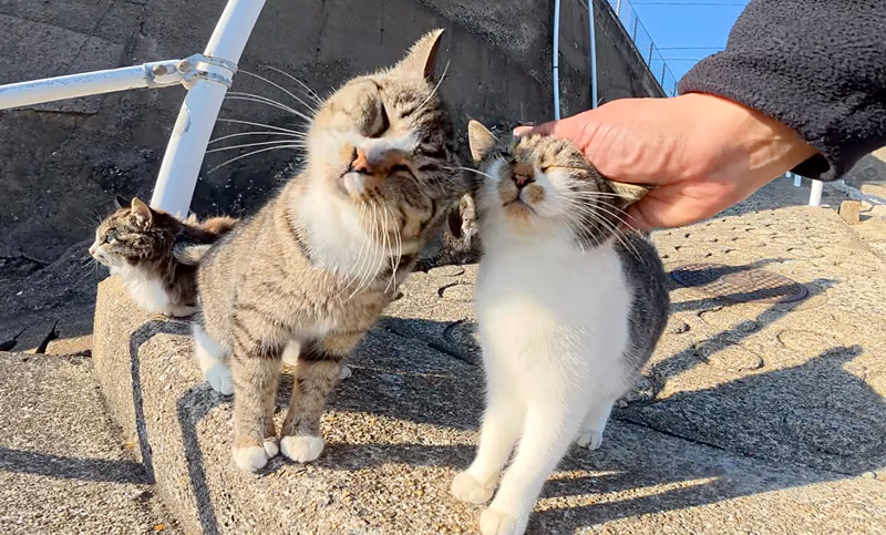 ナデナデ好きの猫達