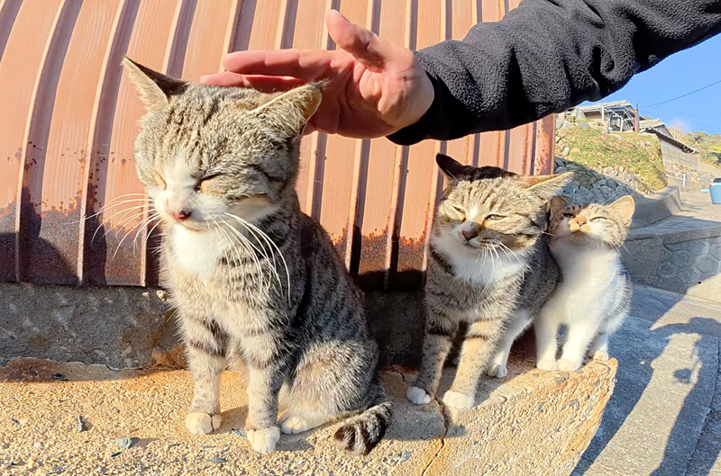 ナデナデ好きの猫達