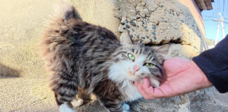 坂道で出会った猫