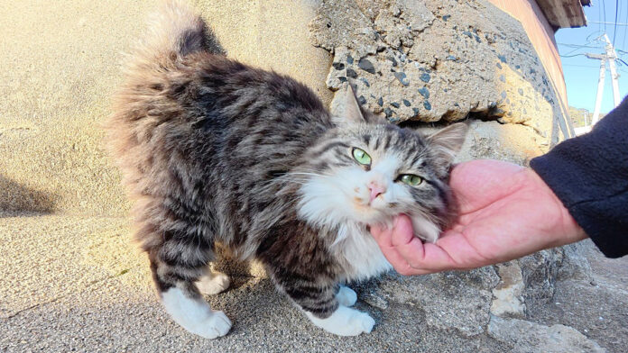 坂道で出会った猫