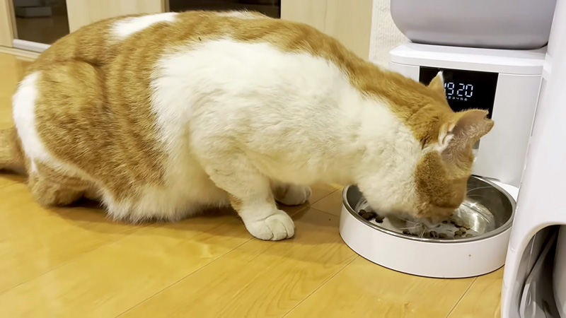 家の中に入った猫