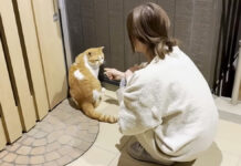 家に入りたい猫