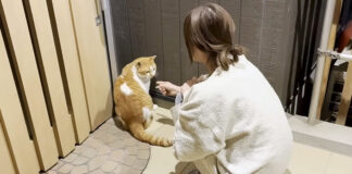 家に入りたい猫