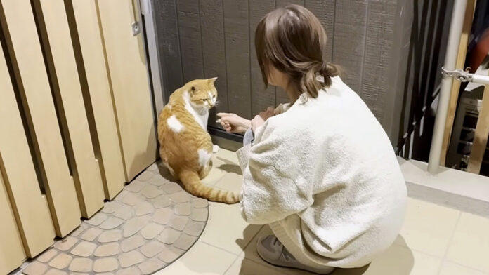 家に入りたい猫