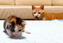 子猫に気づいた先住猫