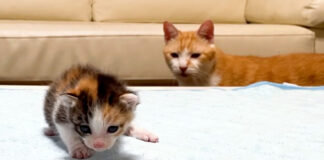 子猫に気づいた先住猫