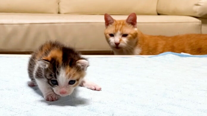 子猫に気づいた先住猫