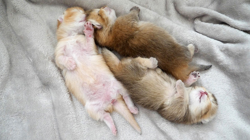 無防備な姿で眠る子猫