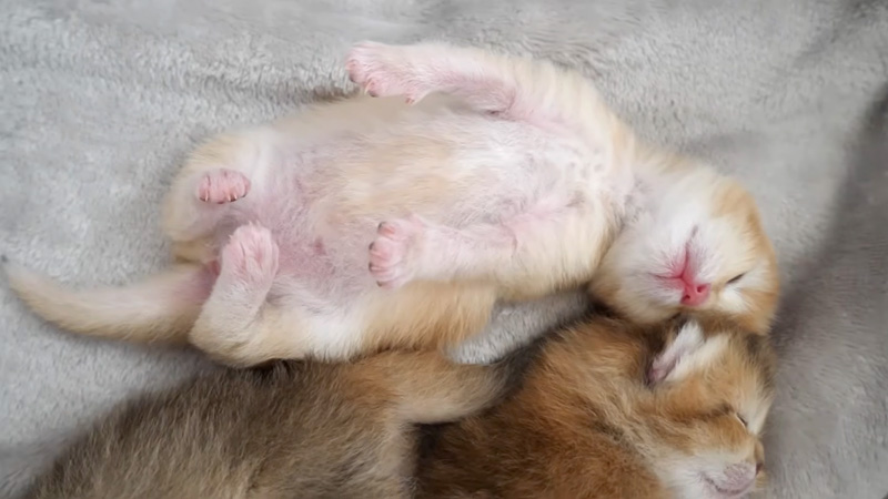 無防備な姿で眠る子猫