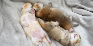 無防備な姿で眠る子猫
