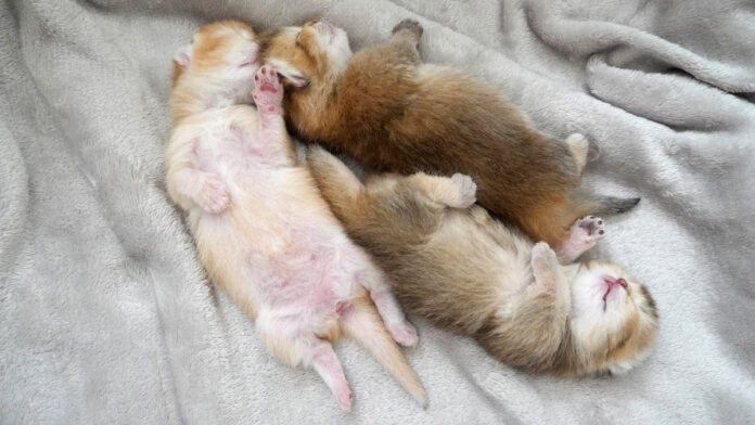 無防備な姿で眠る子猫