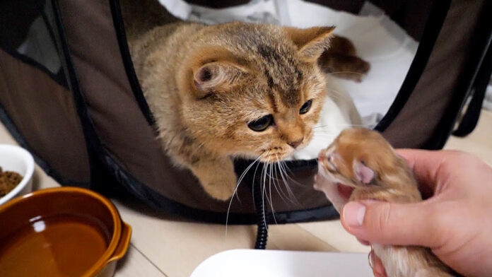 子猫を見守る母猫