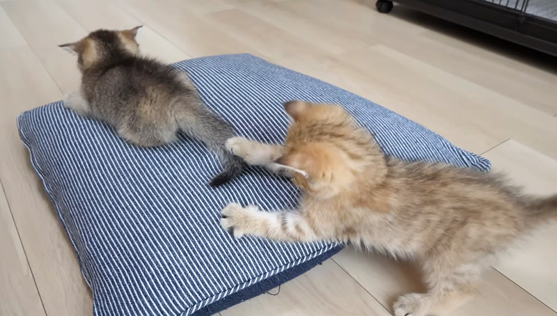 シッポにいたずらする子猫