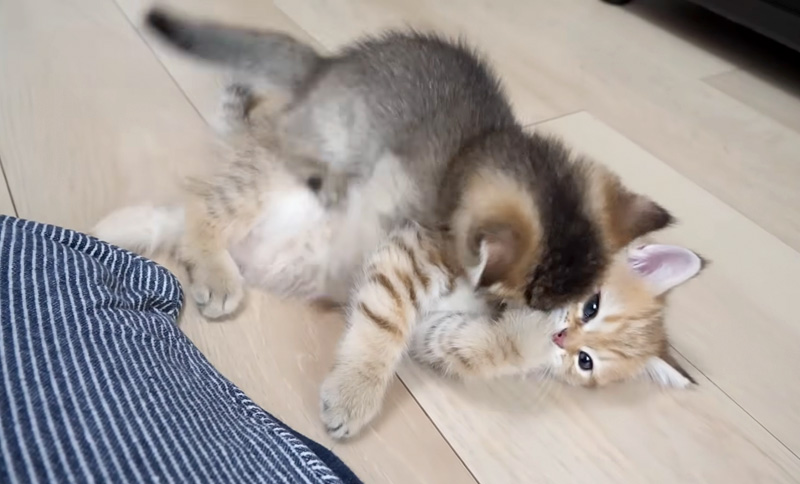 本気で怒られた子猫