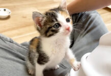 食後の挨拶をする子猫