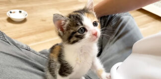 食後の挨拶をする子猫