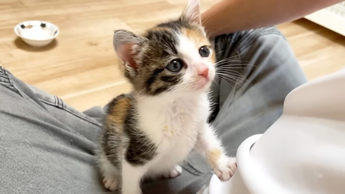 食後の挨拶をする子猫