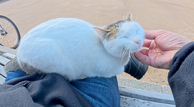 膝の上で撫でられる猫