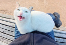 膝の上で甘える猫