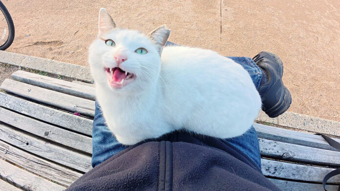 膝の上で甘える猫