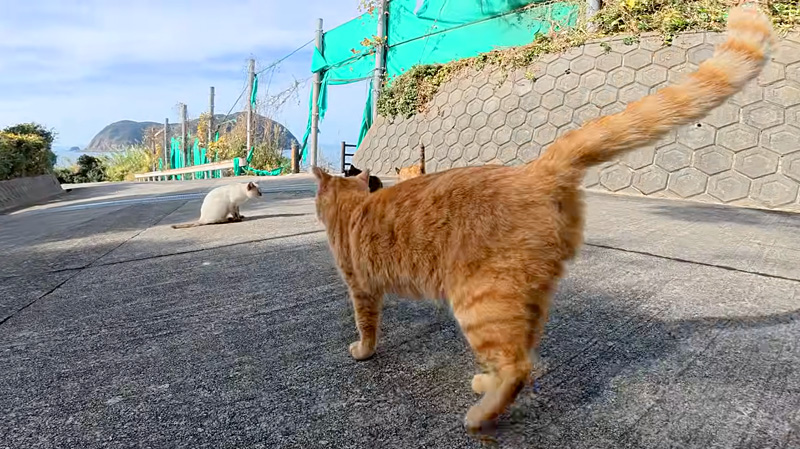 猫の集会に案内する猫