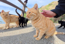 猫の集会に案内された