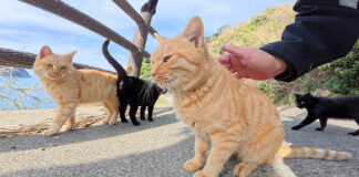 猫の集会に案内された