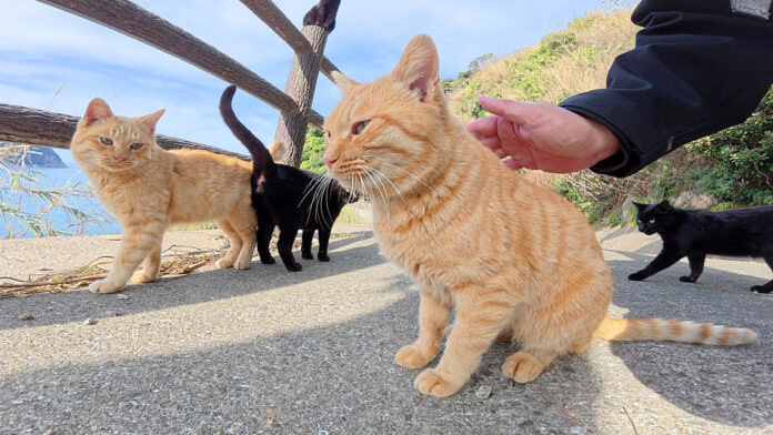 猫の集会に案内された