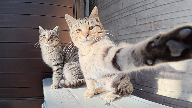 取材拒否な子猫