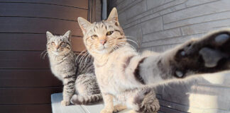 取材拒否な子猫