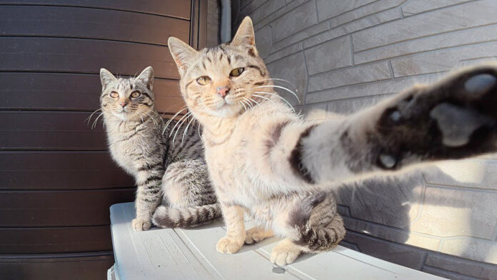 取材拒否な子猫